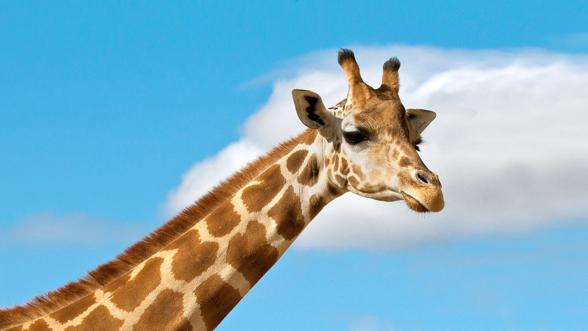 Giraffes get protections against international trade for the first time at Geneva Summit