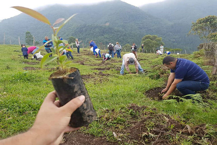 People in Colombia plant 200,000 trees in a single day