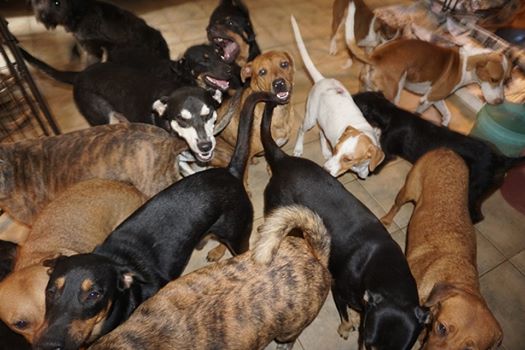 To save them from Hurricane Dorian, this woman takes in 97 rescue dogs in her home