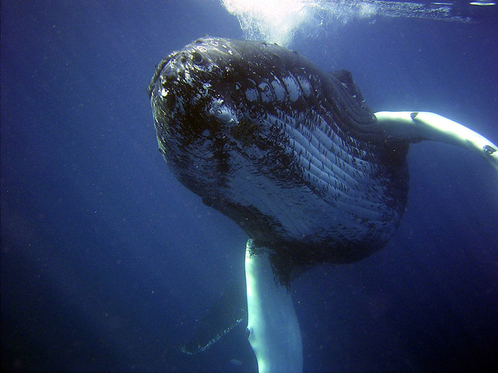 Once on the verge of going extinct, humpback whales are now thriving in the South Atlantic