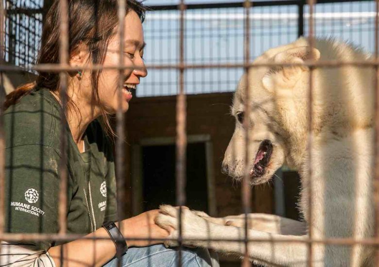 Seoul finally free of dog slaughter