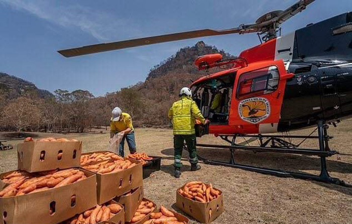 Helicopters are dropping carrots and sweet potatoes for wildlife in Australia