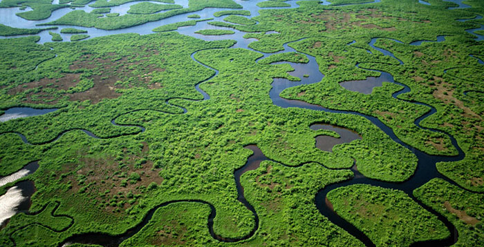 Florida will purchase 20,000 acres of Everglades wetlands to save the area from drilling