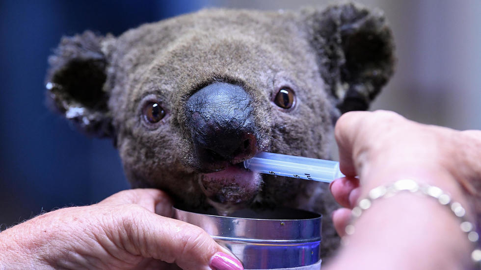 Australian soldiers are using their rest periods to care for koalas injured in the catastrophic bushfires