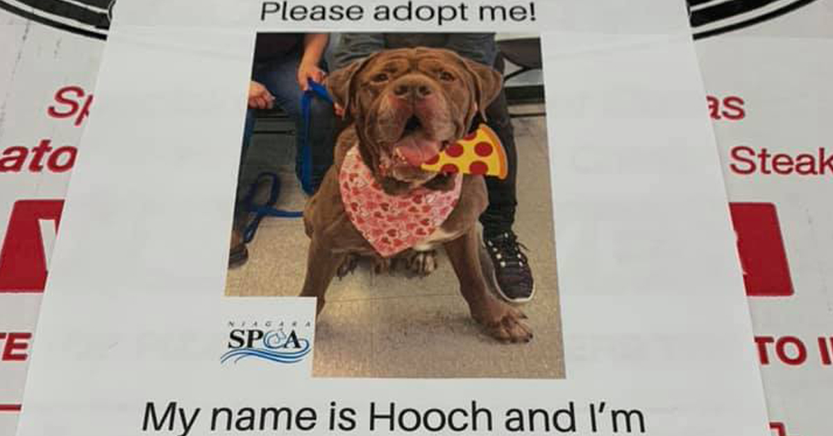 This pizza shop puts up pics of adoptable shelter animals on their delivery boxes