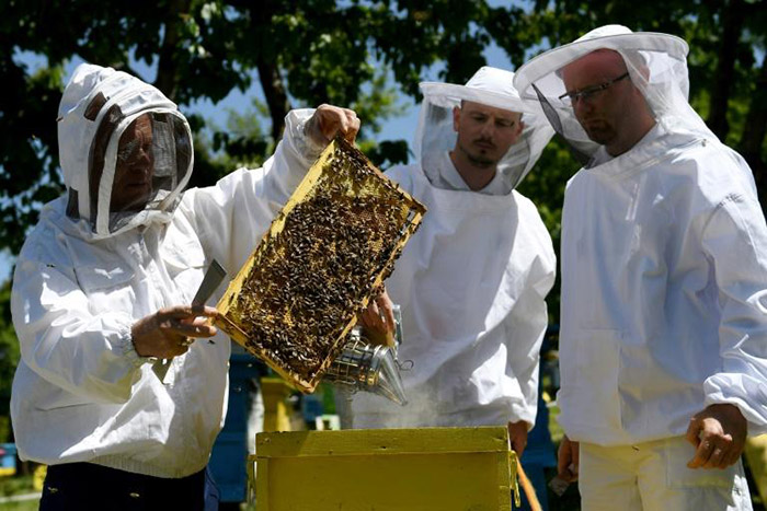 This has been a ‘Golden Year’ for bees in Albania, thanks to coronavirus lockdown