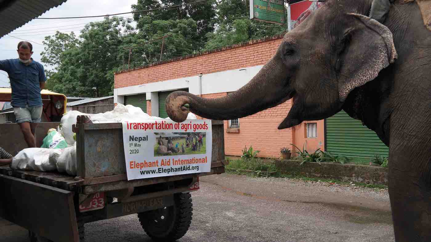 This woman came up with the perfect solution to keep tourist trade elephants fed as tourism collpases