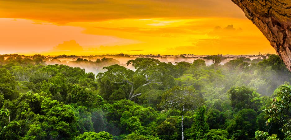 150 scientists take upon themselves to save the Amazon rainforest