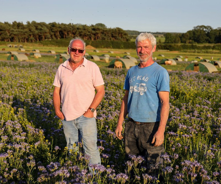 These English farmers feed 1 million bees by turning over 81 acres of their land to wildflowers