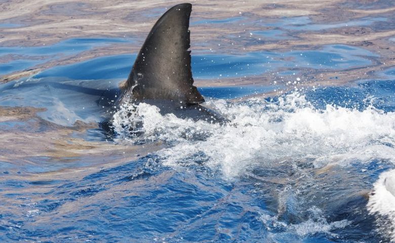 Off-duty Florida Police officer rescues a boy from shark attack