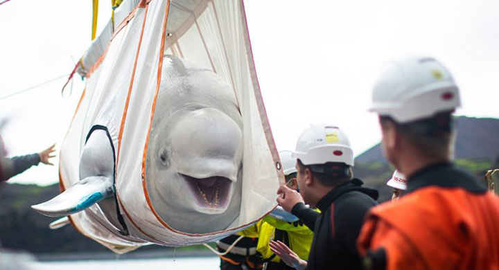 After almost ten years in captivity, these two beluga whales were recently set free