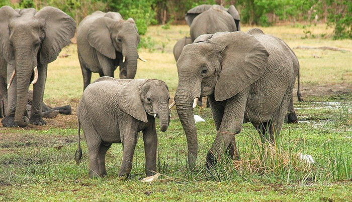 Since 1989, Kenya’s elephant population has more than doubled