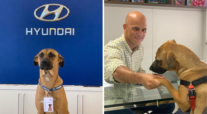 This car dealership in Brazil adopts and makes a stray dog official “car consultant”